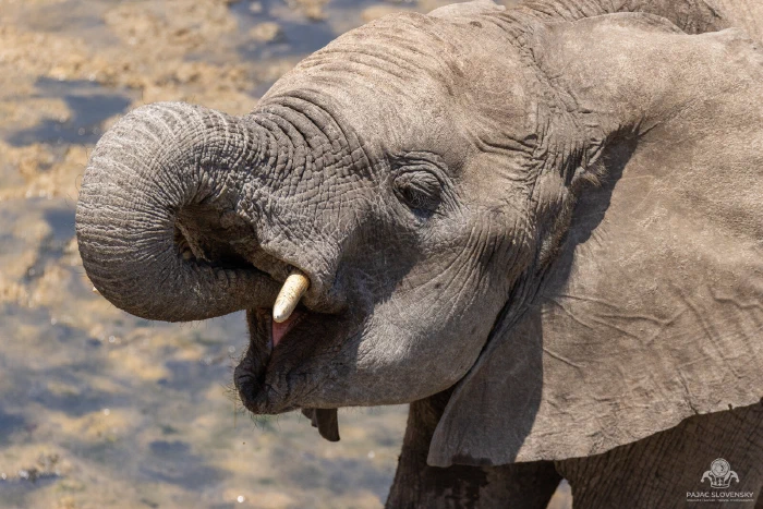 African elephant curling its trunk to its mouth, drinking at a muddy waterhole