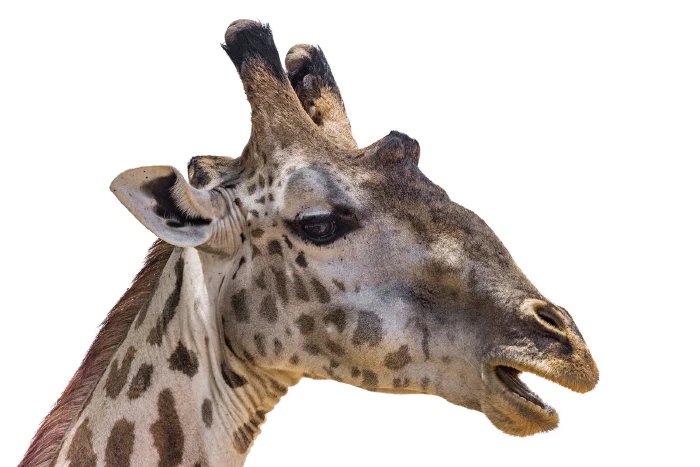 Masai giraffe head portrait in profile, mouth open mid-chew, white sky