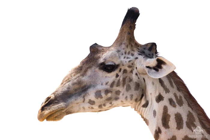 Masai giraffe profile against pure white sky, high-key head study
