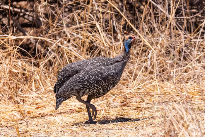 Helmeted guineafowl striding through dry golden grass in harsh midday light