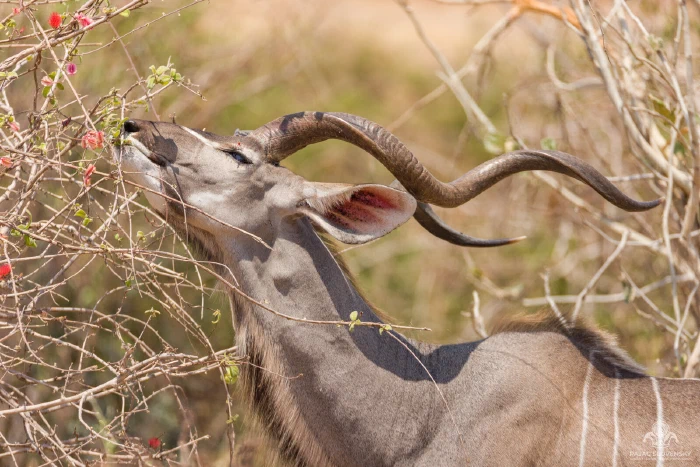 Greater kudu bull stretching to browse a red-flowering bush