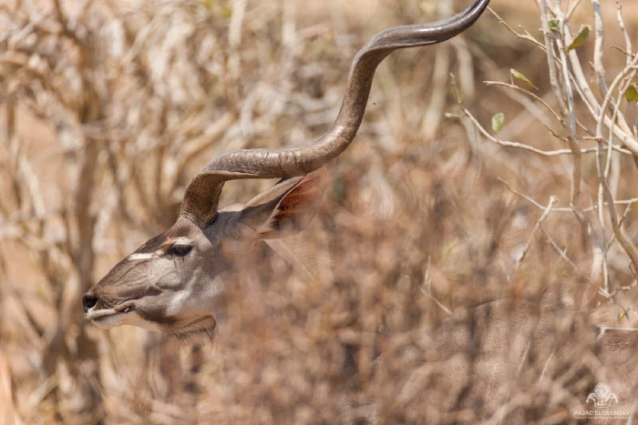 Greater kudu bull in profile, spiral horn corkscrewing above dry brush
