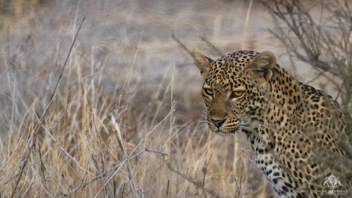 Leopard staring intently from dry golden grass at dusk