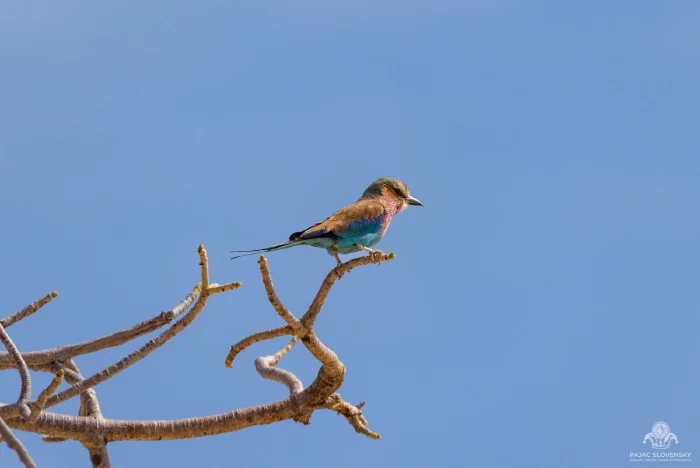 Lilac-breasted roller perched on bare branch tips against clear blue sky