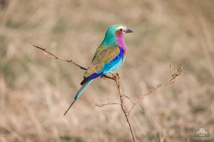 Lilac-breasted roller perched on a bare twig against golden grass