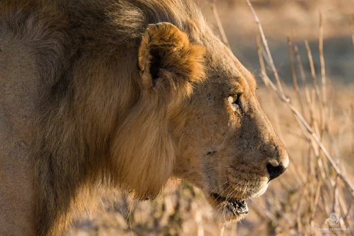 Backlit profile of a male lion, mane glowing golden