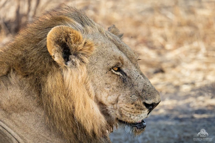 Close portrait of a scarred male lion resting, amber eye in profile