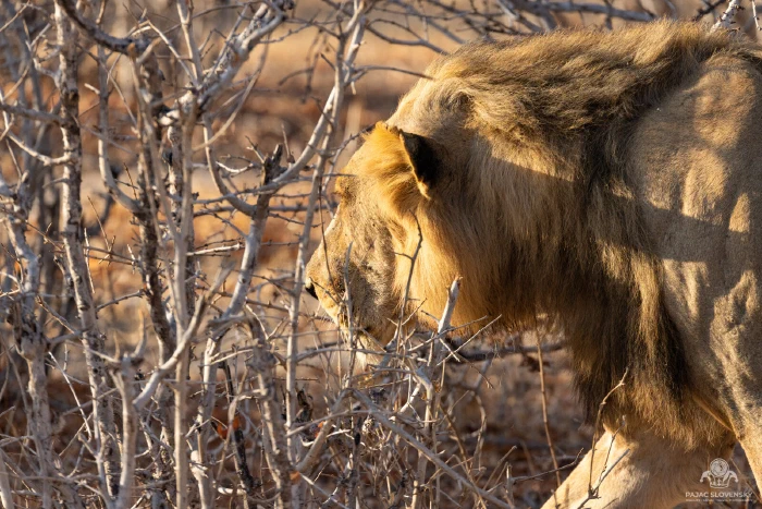 Dark-maned male lion stalking through dry thornbush in golden evening light