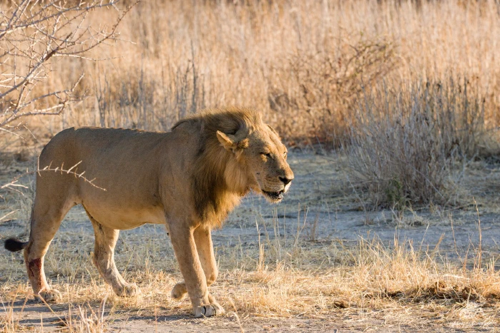 Male lion striding through dry golden grass in warm low light