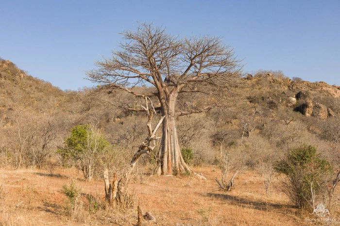 Lone baobab standing in dry savanna beneath rocky hills