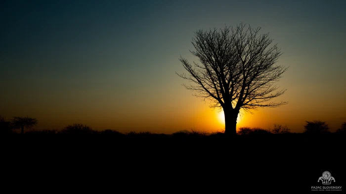 Lone leafless tree at dusk with the setting sun glowing behind its trunk