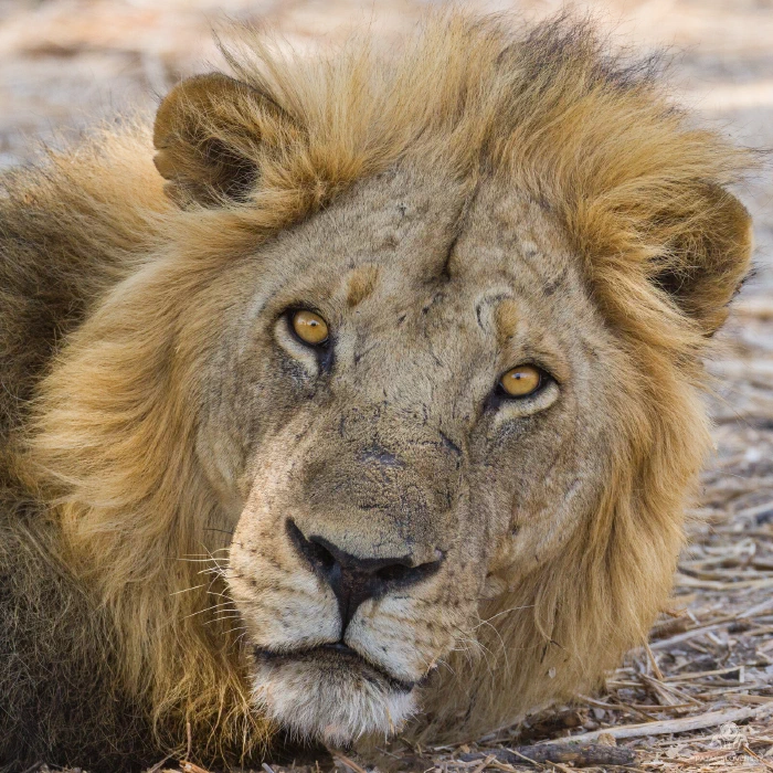 Male lion resting in dappled shade, staring straight into the camera