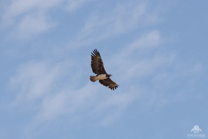 Martial eagle soaring overhead with wings spread against wispy clouds
