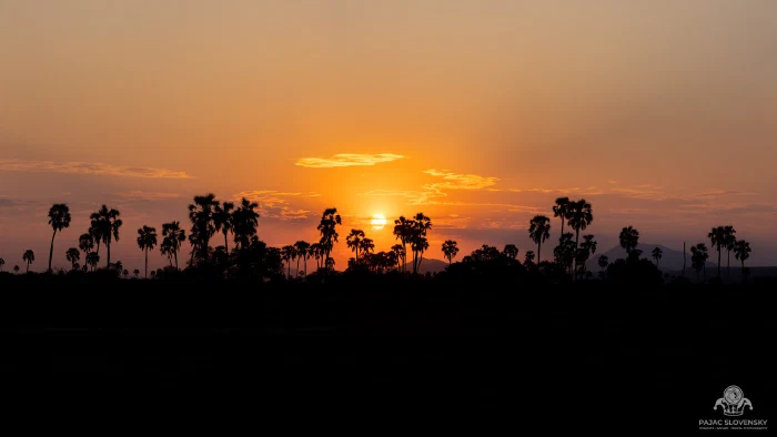 Palms silhouetted against a glowing orange sunset over the savanna