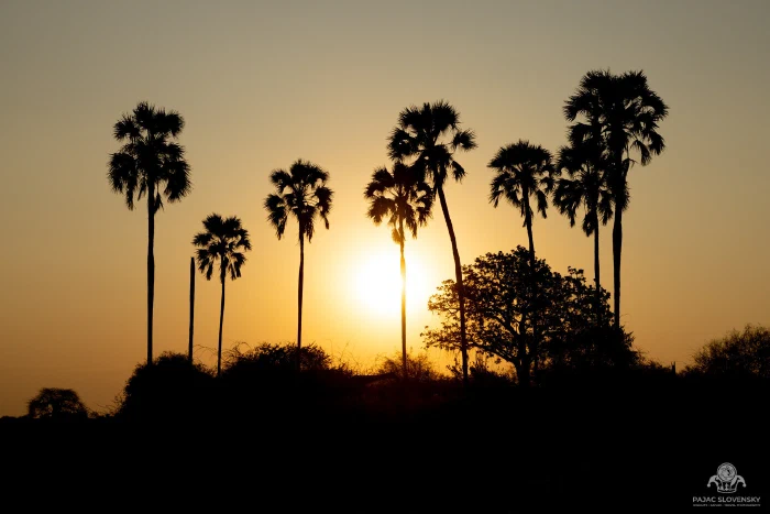 Doum palms silhouetted against a glowing orange African sunset