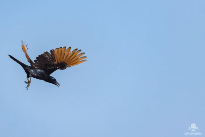 Red-winged starling in flight, rufous primaries fanned against blue sky