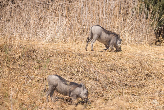 Two warthogs kneeling to graze in dry golden grass