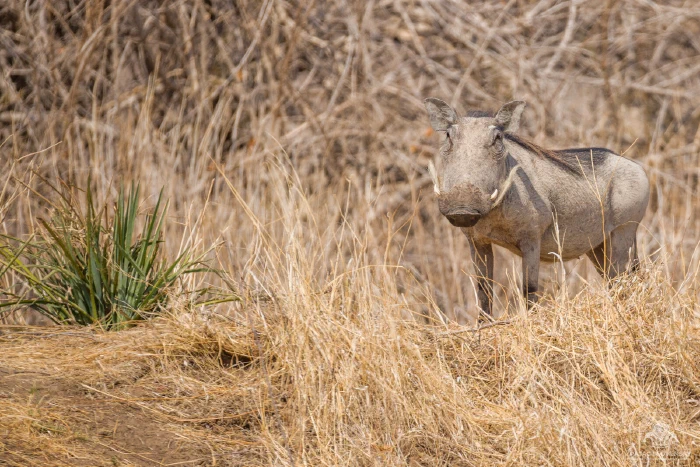 Warthog facing the camera in sunlit dry grassland, tusks catching light