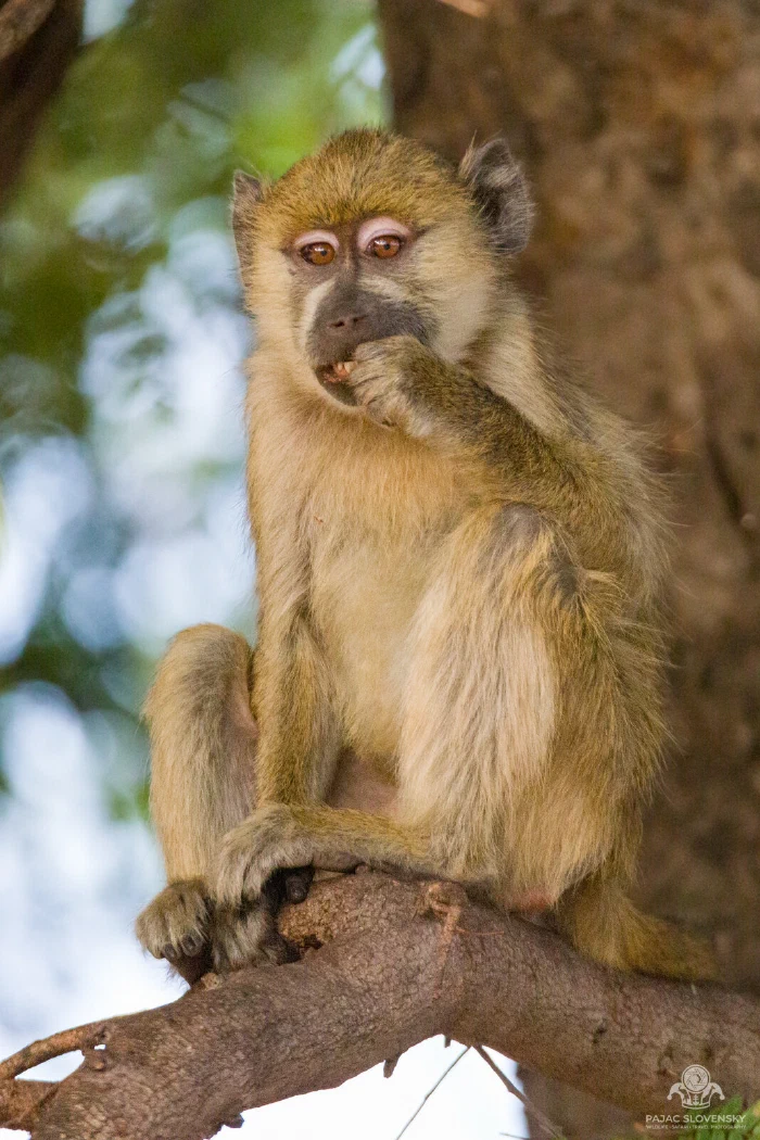 Juvenile yellow baboon chewing food while perched on a branch