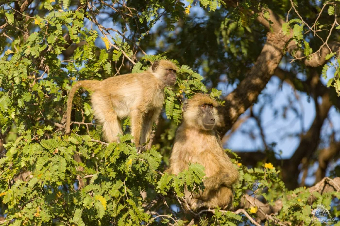 Two yellow baboons resting in a sunlit acacia canopy