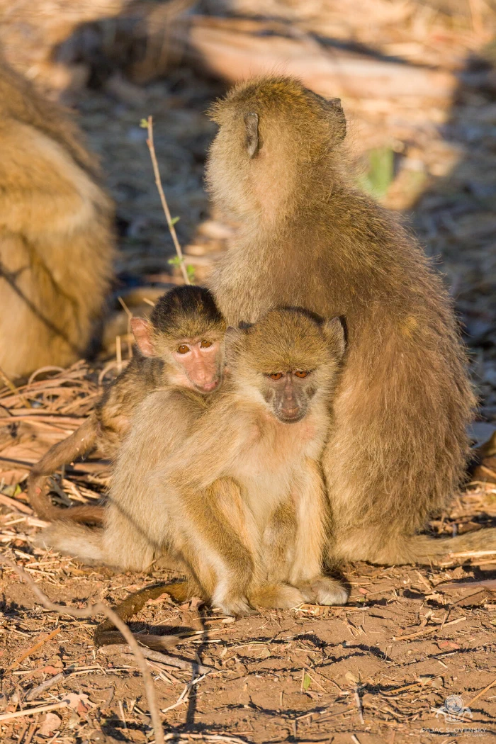 Yellow baboon infant huddling against a juvenile in warm morning light