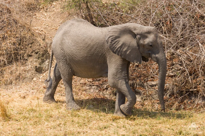 Young African elephant striding past dry-season thicket in midday light