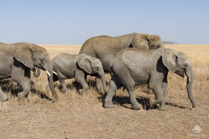 Calf striding between two adult elephants, mouth open mid-call