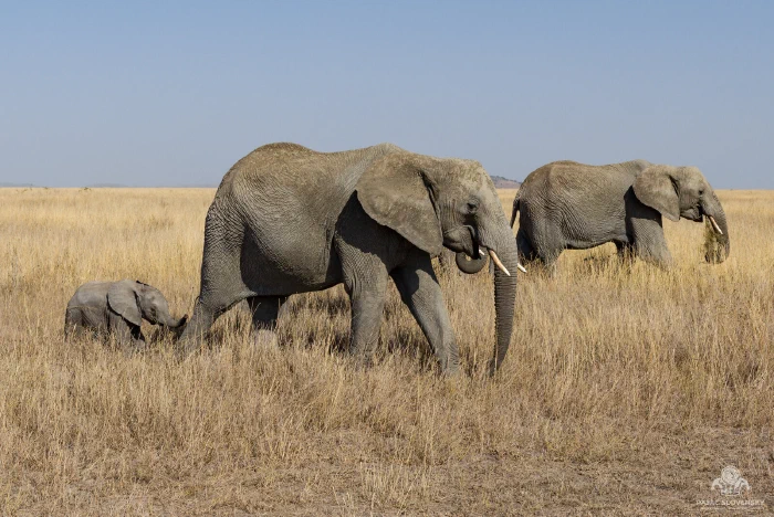 Elephant calf reaching its trunk to its mother's tail