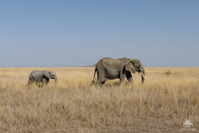 Small calf trailing ahead of its tusked mother across open plain