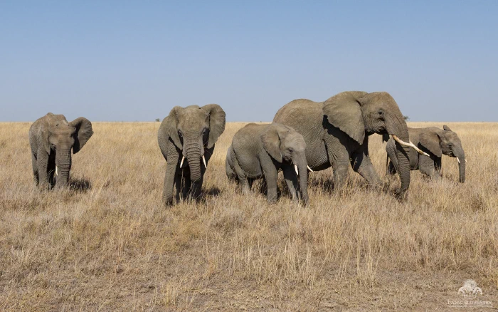 Five elephants of mixed ages facing camera across dry savanna