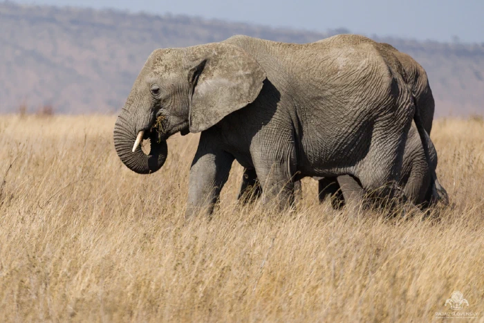Young elephant curling trunk to mouth, feeding in tall golden grass