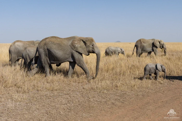 Elephant herd with two calves crossing a dirt track