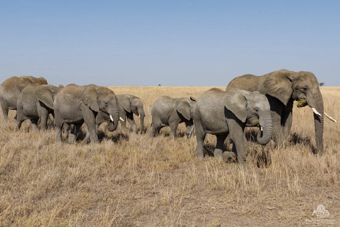 Elephant herd marching in line while feeding, large tusker leading
