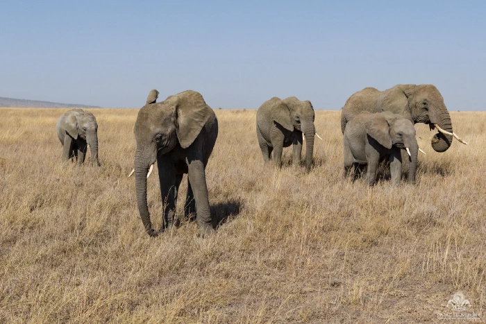 Five elephants facing the camera, young leader with ears spread