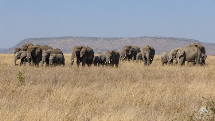 Elephant herd advancing through dry grassland beneath a flat-topped mesa