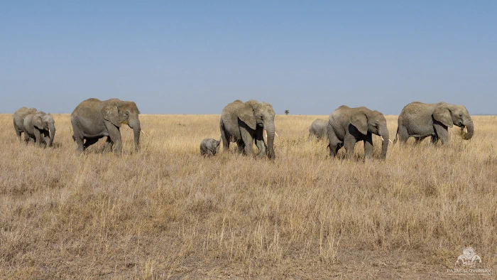Herd spread in a long walking line across the open Serengeti plain