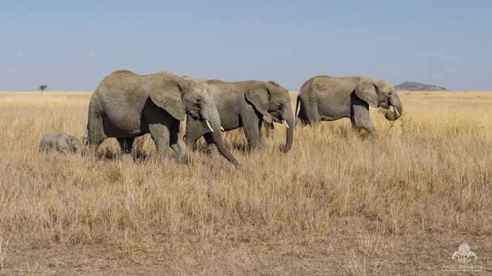 Three elephants and a tiny calf walking in line across dry savanna