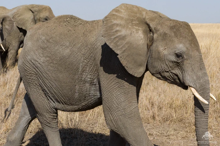Mud-caked elephant in close profile, ear and tusk filling frame