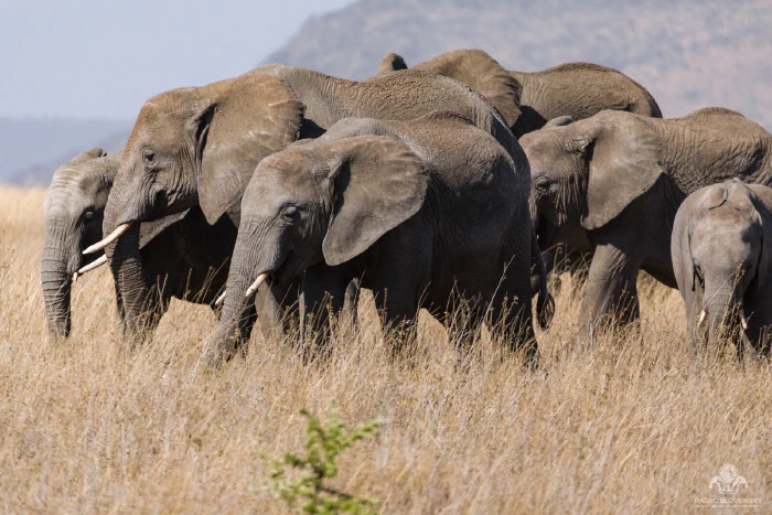 Tightly bunched elephants grazing shoulder to shoulder, ears fanned