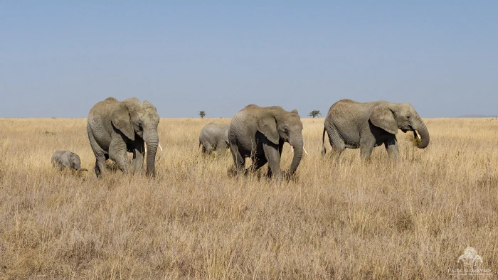 Three adult elephants walking staggered line, tiny calf at far left