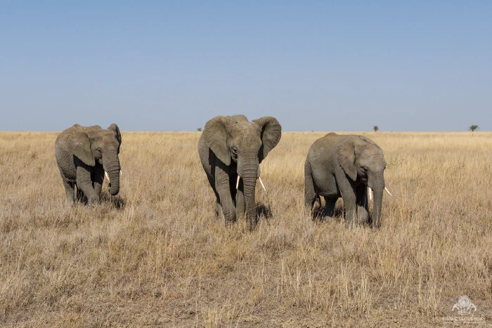 Three elephants walking abreast toward camera through tall grass