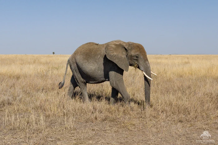 Lone elephant mid-stride feeding on open golden grassland plain