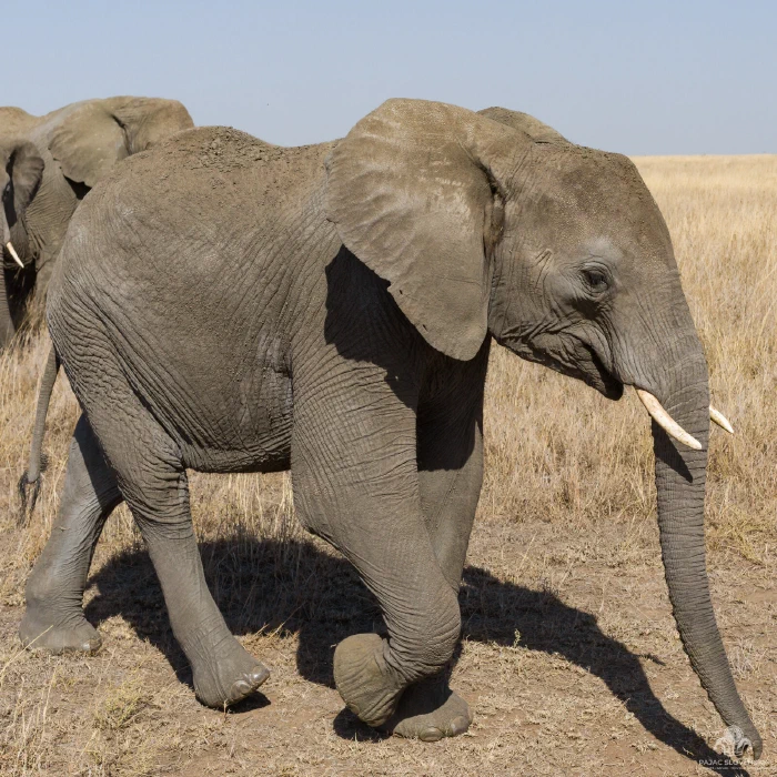 Close profile of young elephant mid-stride, front leg raised