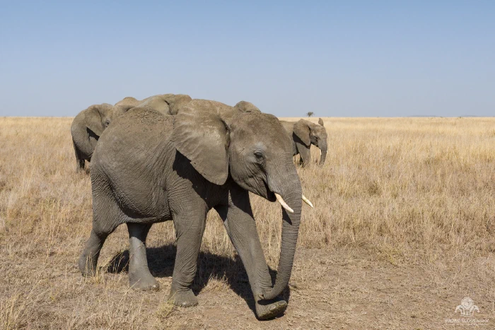 Young elephant striding forward, trunk curled toward its foot