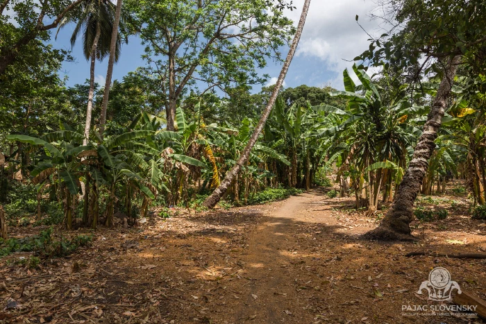 A footpath disappearing into the banana groves