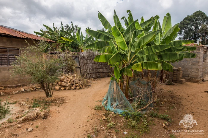 A banana plant leaning over the red-earth lane