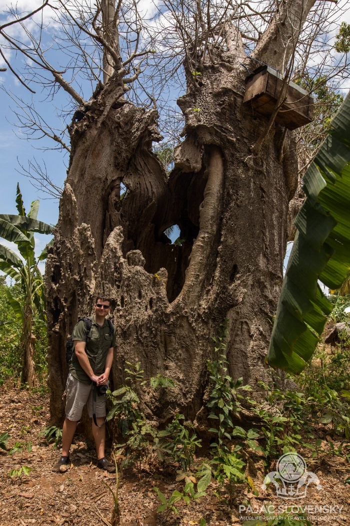 The hollowed trunk of the old baobab, open like a doorway