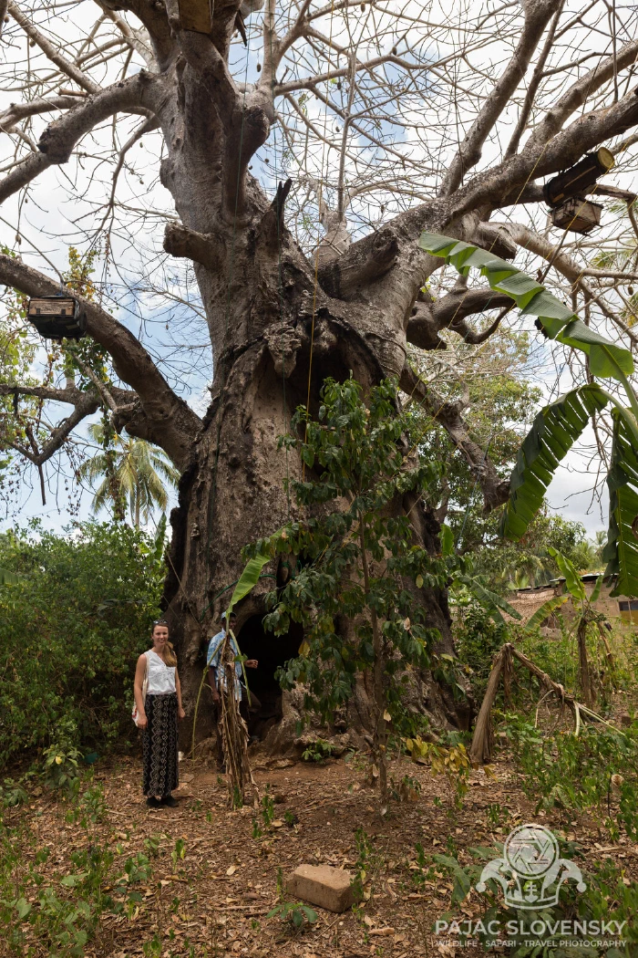 The island's great baobab — a person for scale