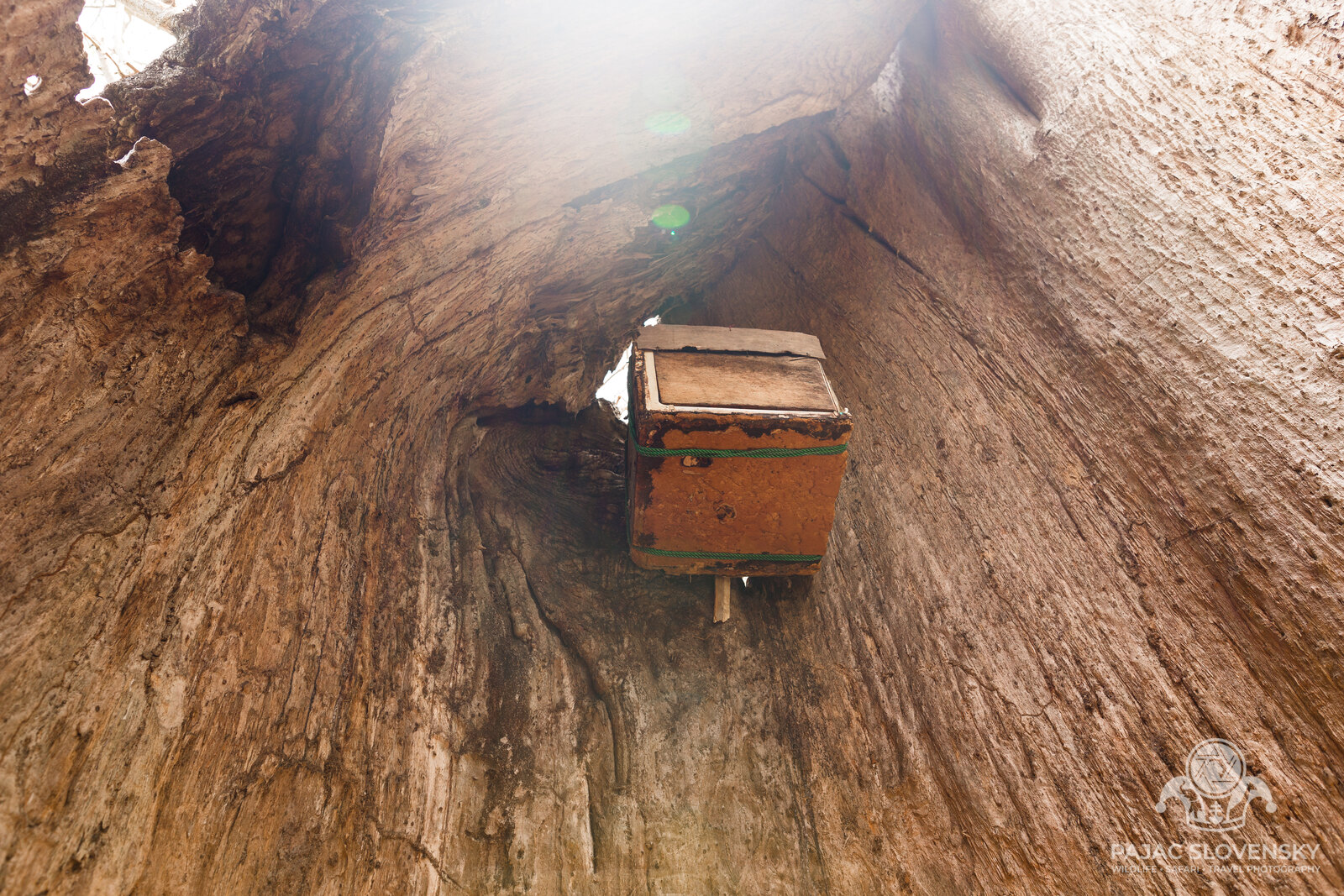 Looking up inside the hollow baobab, a beehive box mounted in its heart