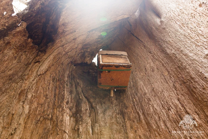 Looking up inside the hollow baobab — a beehive box mounted in its heart